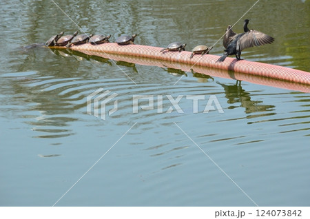 翼を広げる鵜･日向ぼっこする亀（河底池･天王寺公園／大阪府大阪市天王寺区茶臼山町） 124073842
