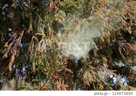 スギ花粉 124073850