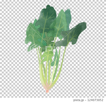水彩風のほうれん草のイラスト 124073852