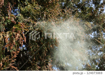 スギ花粉 スギ花粉 124073869
