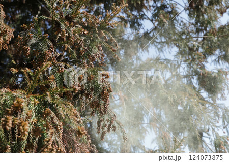 スギ花粉 124073875