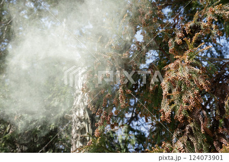 スギ花粉 124073901