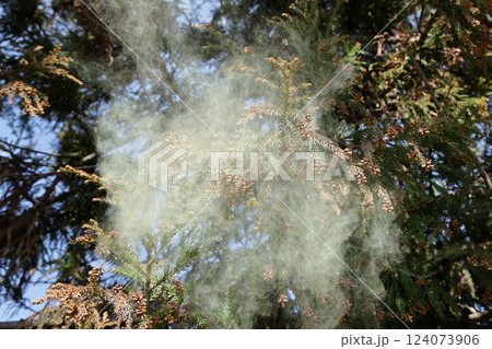 スギ花粉 124073906