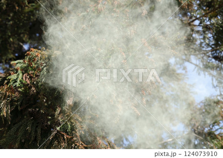 スギ花粉 124073910