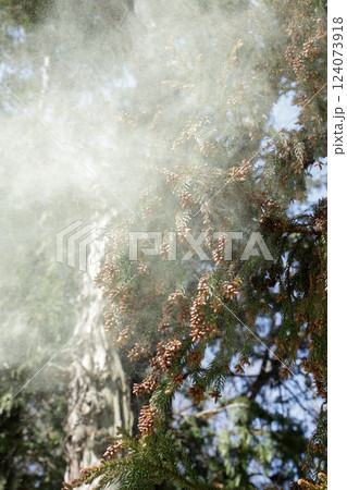 スギ花粉 124073918