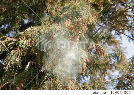 スギ花粉 124074006