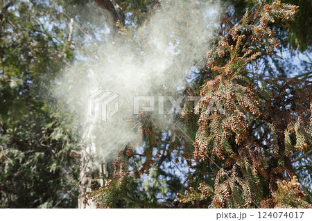 スギ花粉 スギ花粉 124074017