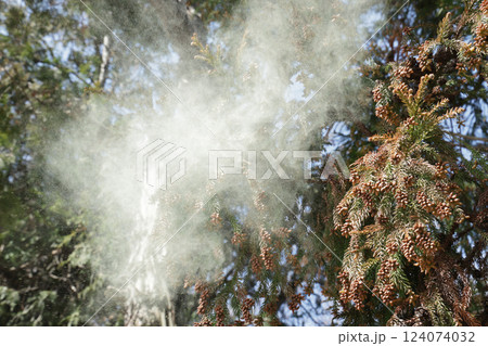 スギ花粉 124074032