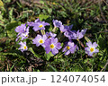 purple primrose flowers blooming in spring garden 124074054