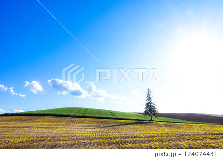 北海道美瑛町の観光スポットである初夏のクリスマスツリーの木の風景 北海道美瑛町の観光スポットである初夏のクリスマスツリーの木の風景 124074431