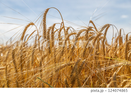 Golden triticale ear close-up in the field 124074865