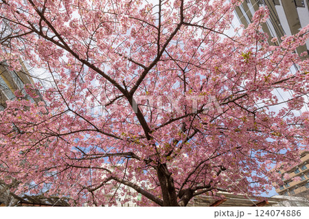 南浦和、弁天公園の河津桜 南浦和、弁天公園の河津桜 124074886