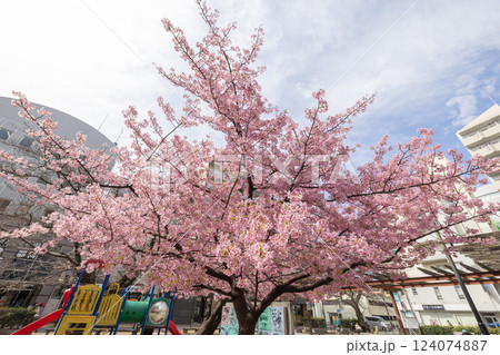 南浦和、弁天公園の河津桜 南浦和、弁天公園の河津桜 124074887