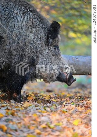 Wild boars in nature. Beautiful concept for animals and nature. 124075001