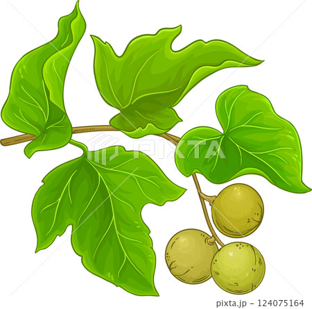 Kukui Branch with Fruits and Leaves Colored Detailed Illustration. Kukui Branch with Fruits and Leaves Colored Detailed Illustration. 124075164