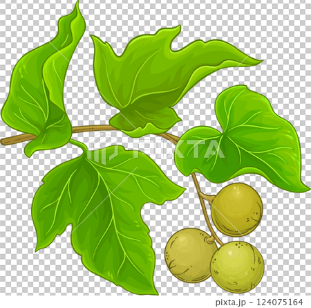Kukui Branch with Fruits and Leaves Colored Detailed Illustration. Kukui Branch with Fruits and Leaves Colored Detailed Illustration. 124075164