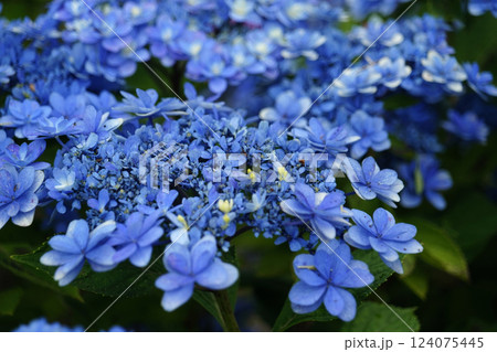 アジサイ 紫陽花 アジサイ 紫陽花 124075445