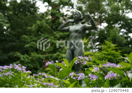 アジサイ 紫陽花 アジサイ 紫陽花 124075448