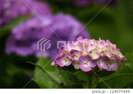 アジサイ 紫陽花 アジサイ 紫陽花 124075449