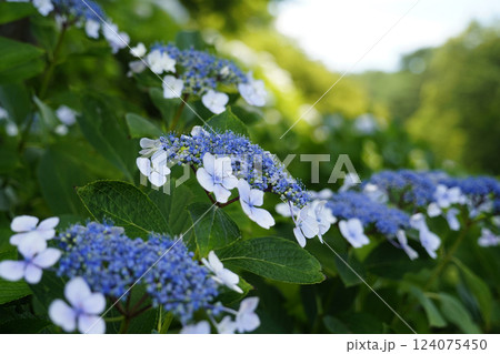 アジサイ 紫陽花 アジサイ 紫陽花 124075450