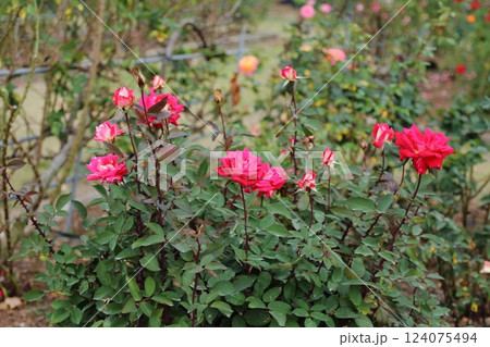 荒尾市 おもやい市民花壇 バラの花、 荒尾市 おもやい市民花壇 バラの花、 124075494