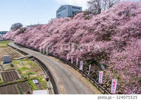 南足柄市の固有種　春めき桜　一ノ堰ハラネの様子 124075525