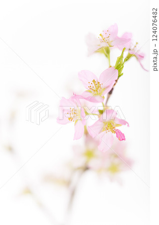 桜(白バック) 桜(白バック) 124076482