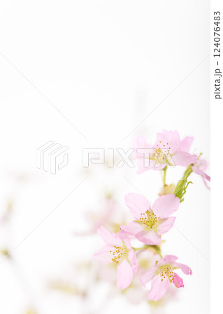 桜(白バック) 桜(白バック) 124076483