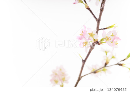 桜（白バック） 124076485