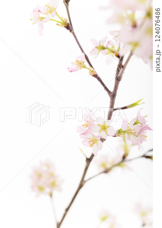桜（白バック） 124076486