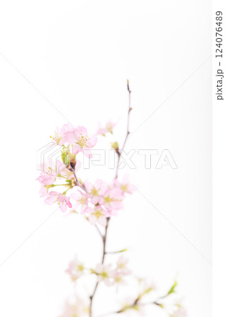 桜（白バック） 124076489