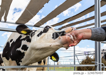 Close up of a young holstein cow licking a hand Close up of a young holstein cow licking a hand 124076497