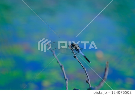 風受ける水辺のシオカラトンボ 124076502