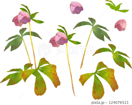 レンテンローズのイラスト素材 レンテンローズのイラスト素材 124076521