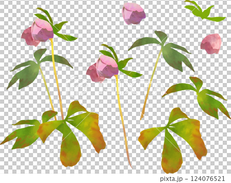 レンテンローズのイラスト素材 レンテンローズのイラスト素材 124076521