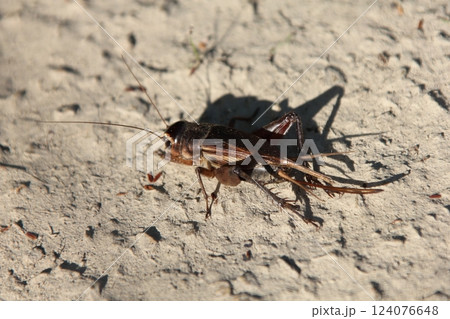 夏の夜を彩るコオロギ 124076648