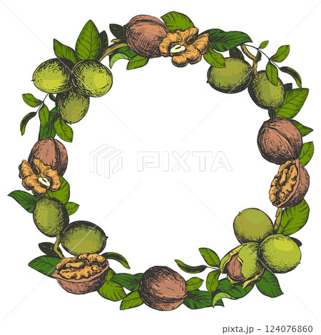 Round frame of hand drawn walnuts. Vector illustration in color engraving technique. Design for nut paste, oil, liqueur. Walnuts in the skin and peeled kernels, leaves are collected in a wreath. 124076860