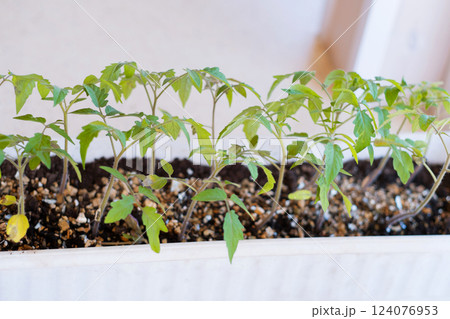 tomato sprouts in seedlings on the windowsill. High quality photo tomato sprouts in seedlings on the windowsill. High quality photo 124076953
