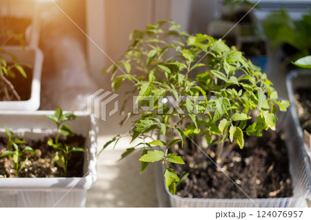 tomato sprouts in seedlings on the windowsill. High quality photo 124076957