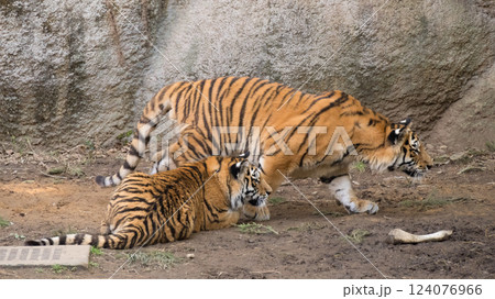 忍び足のトラ 忍び足のトラ 124076966