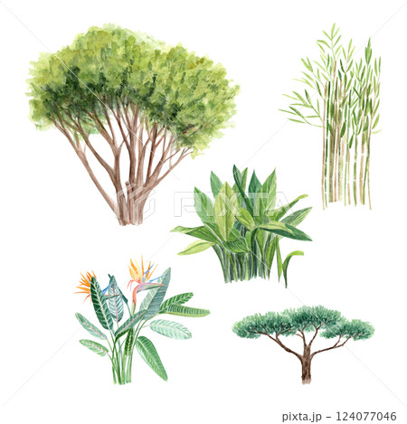 Pine tree, Aspidistra, Strelitzia, bamboo, cupressus watercolor plant set isolated on white. Hand painted illustrations perfect as design elements for landscapes, garden theme, cards, posters, books 124077046
