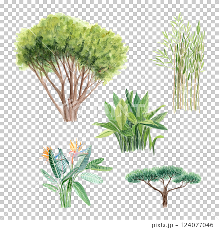 Pine tree, Aspidistra, Strelitzia, bamboo, cupressus watercolor plant set isolated on white. Hand painted illustrations perfect as design elements for landscapes, garden theme, cards, posters, books 124077046