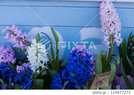 A Vibrant Display of Hyacinth Flowers Against a Charming Blue Wooden Background Captured in Full Bloom, Showcasing Nature's Beauty and Fresh Spring Vibes A Vibrant Display of Hyacinth Flowers Against a Charming Blue Wooden Background Captured in Full Bloom, Showcasing Nature's Beauty and Fresh Spring Vibes 124077272