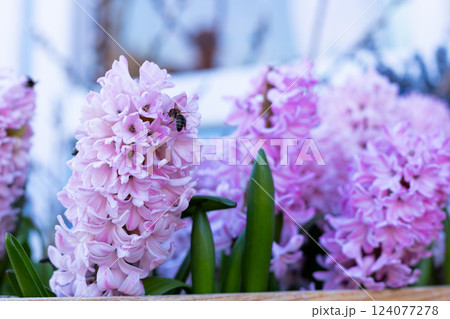 Beautiful Pink Hyacinths Blooming with Bees Gathering Nectar in a Garden Setting Under Soft Natural Light Beautiful Pink Hyacinths Blooming with Bees Gathering Nectar in a Garden Setting Under Soft Natural Light 124077278