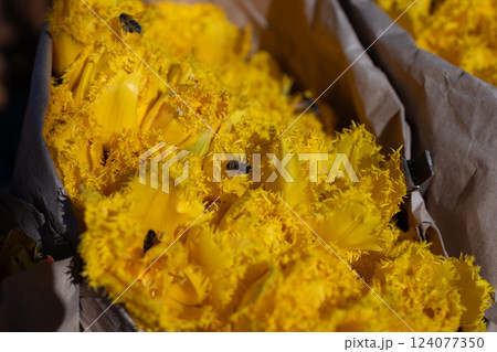 Vibrant Yellow Blooms Surrounded by Bees Captured in Beautiful Light Showcasing the Delicate Beauty of Nature and the Busy Life of Pollinators on Bright Floral Arrangements Vibrant Yellow Blooms Surrounded by Bees Captured in Beautiful Light Showcasing the Delicate Beauty of Nature and the Busy Life of Pollinators on Bright Floral Arrangements 124077350
