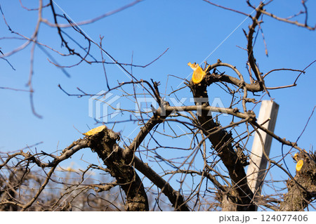 Bare Tree Branches Against a Clear Sky: A Look at Winter's Impact on Landscaping and Nature's Cycle of Growth and Dormancy in Seasonal Changes Bare Tree Branches Against a Clear Sky: A Look at Winter's Impact on Landscaping and Nature's Cycle of Growth and Dormancy in Seasonal Changes 124077406