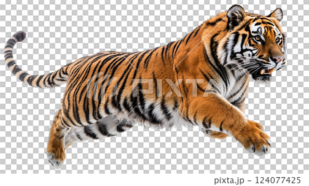 Tiger jumping in side view captured against a white background showcasing its powerful physique and striking stripes 124077425