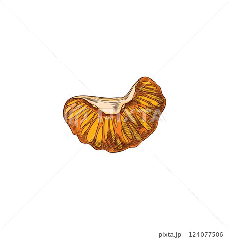 Vector watercolor illustration of orange or mandarin slice hand drawn. 124077506