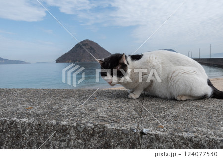 堤防の上でくつろぐ可愛い野良猫 124077530