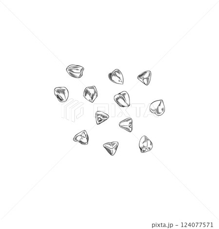 Buckwheat grains in pencil sketch on isolated background. 124077571